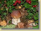 king-of-mushrooms *    (tiff, jpg)

