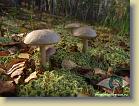 mushroom-spot *   (tiff, jpg)

