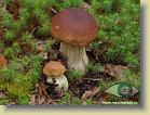 mushroom-time *   (tiff, jpg)

