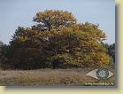 majesty-oak *    (tiff, jpg)


